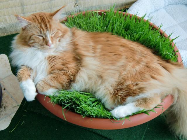 L'erba gatta non muore mai - Tribù Animale OdV
